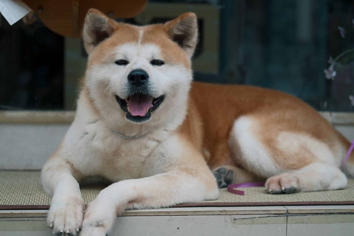 Akita showing dignified loyalty and calm, observant protective confidence.