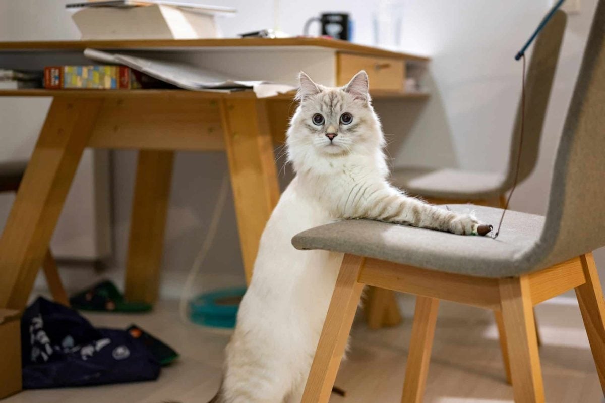 An alert cat upright in a chair while calmly watching activity around the room.