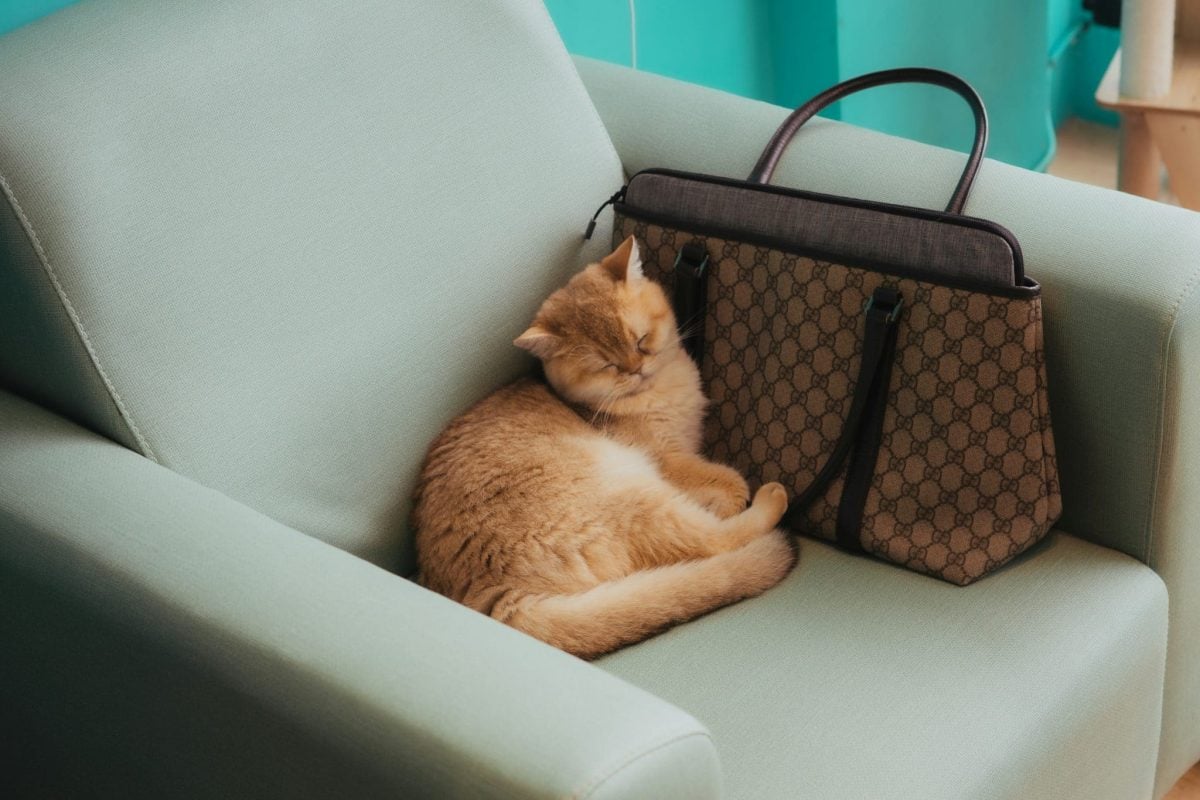 A relaxed cat rubbing their cheek along the edge of a familiar chair before settling down.