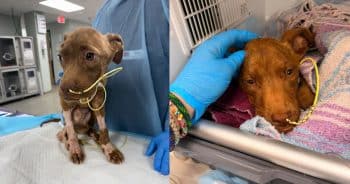 PetWireDaily — Puppy Found Barely Alive on Houston Streets Takes First Steps Toward a New Life