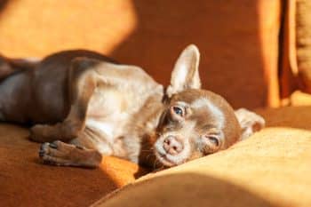 Older chihuahua resting on an orange couch, a dog whose protein needs deserve a vet conversation