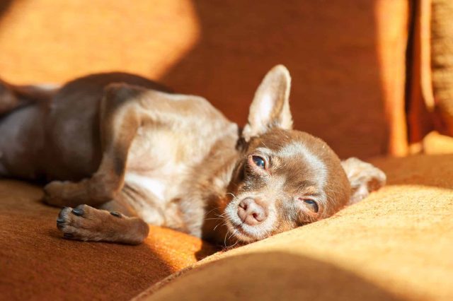 Older chihuahua resting on an orange couch, a dog whose protein needs deserve a vet conversation