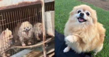 PetWireDaily — Tiny Pomeranian Has Never Had a Family Because She Spent Her Life Making Puppies