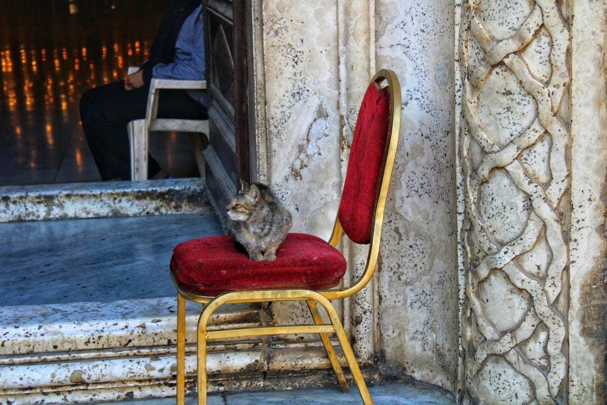 A peaceful cat returning to a familiar chair for their regular daily rest.