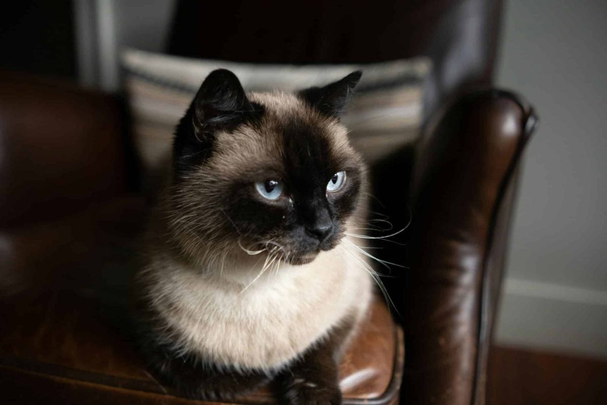 A relaxed cat resting confidently in a chair positioned in a quiet and comfortable part of the home.