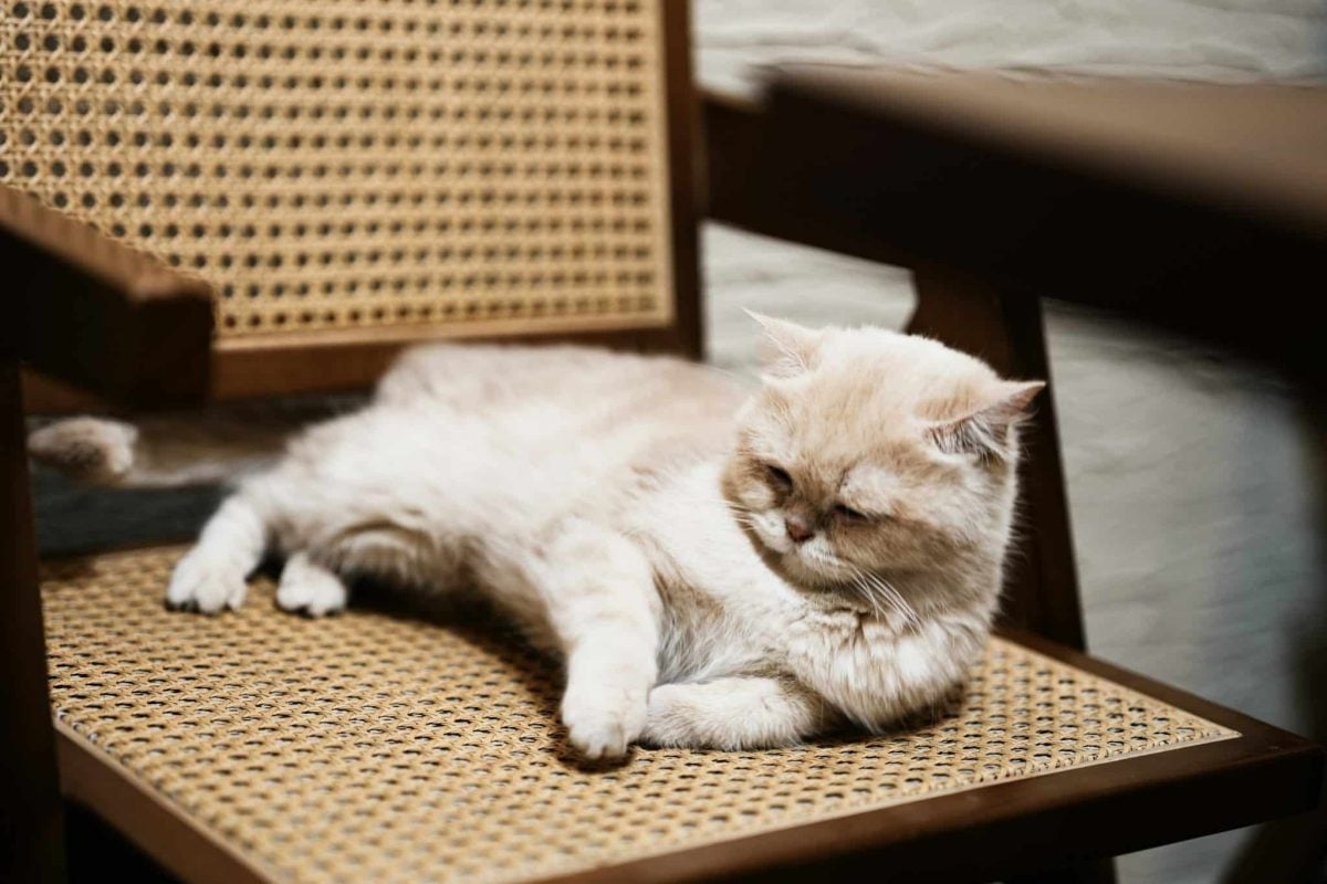 A comfortable cat occupying a chair while looking completely unwilling to surrender the cozy spot.