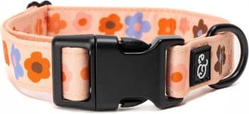 Lucy & Co. Let's Groove Dog Collar 