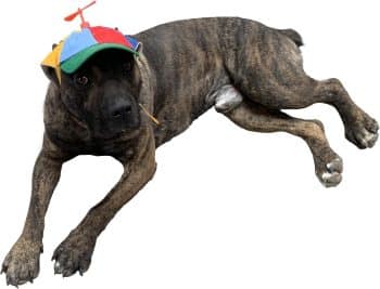  GEANBAYE Dog Hats with Funny Propeller
