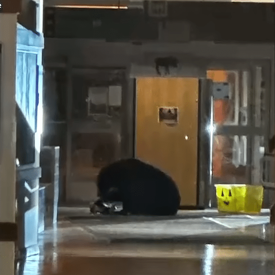 Bear in hospital hallway
