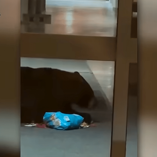 Bear near hospital reception desk