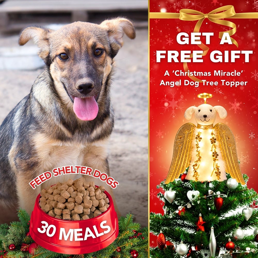FUND 30 Meals for $30 and Get a FREE A ‘Christmas Miracle Angel’  Tree Topper, Holiday Decoration- Golden Wings with Lighted Garland & Halo ‘Christmas Miracle Angel’