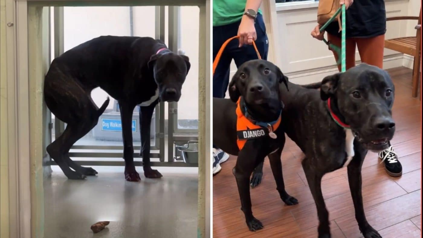 Scared Shelter Dog Tried to Disappear Until Her Happy Ending Arrived