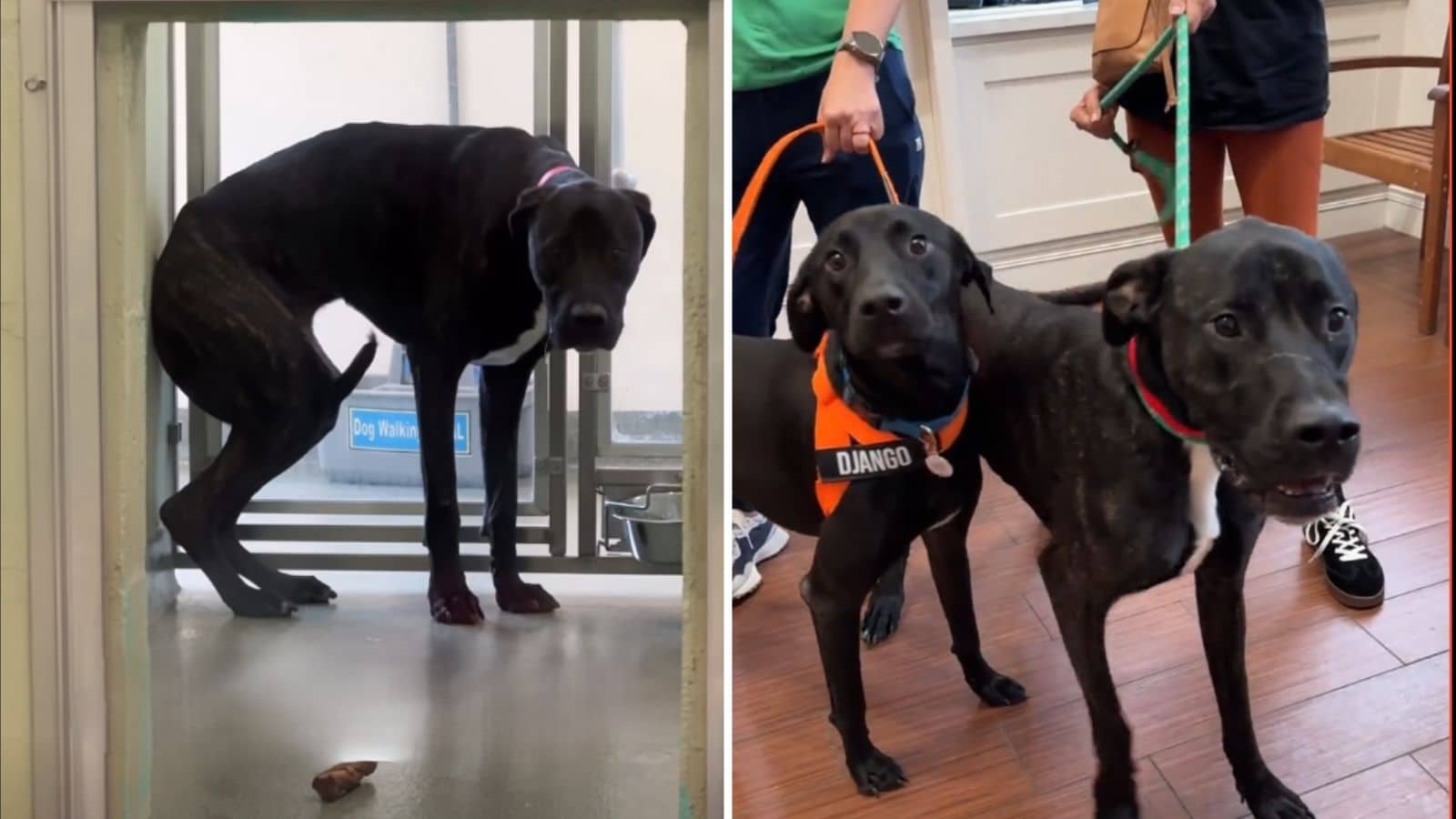 Scared Shelter Dog Tried to Disappear Until Her Happy Ending Arrived