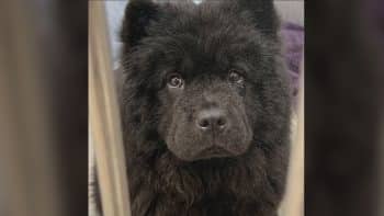Maggie the Senior Chow Chow
