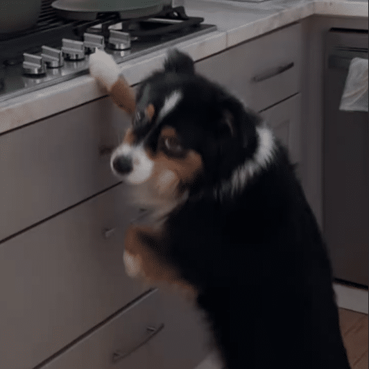 Murphy caught near the kitchen counter