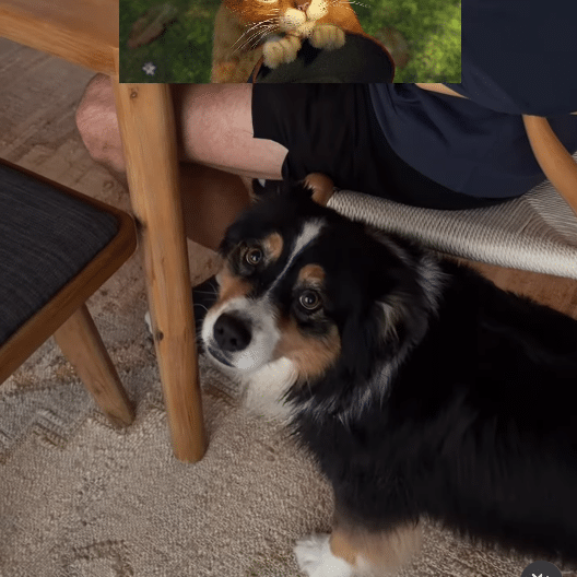 Murphy's innocent expression after being caught