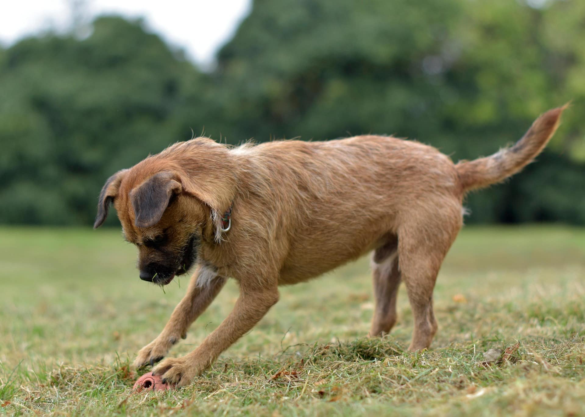 Border Terrier investigating loose ground with persistent focus and classic working terrier enthusiasm.