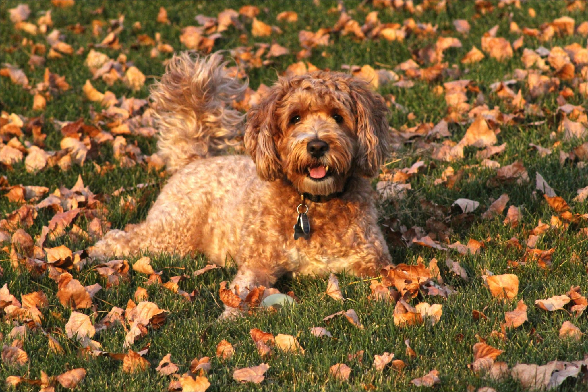 Poodle displaying bright intelligence and spirited curiosity during a joyful outdoor exploration.