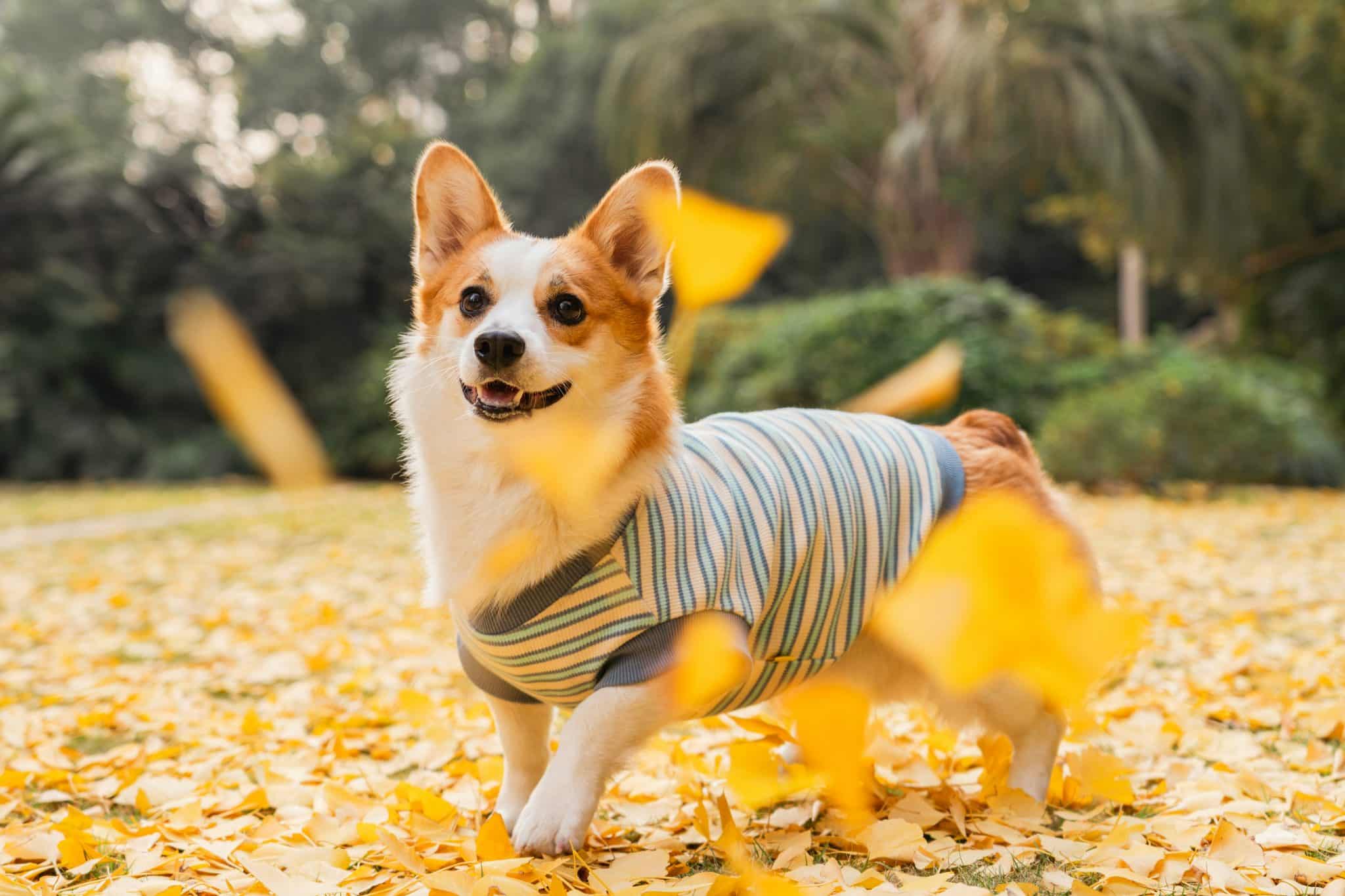 13 Playful Dog Breeds That Can’t Resist A Pile Of Leaves
