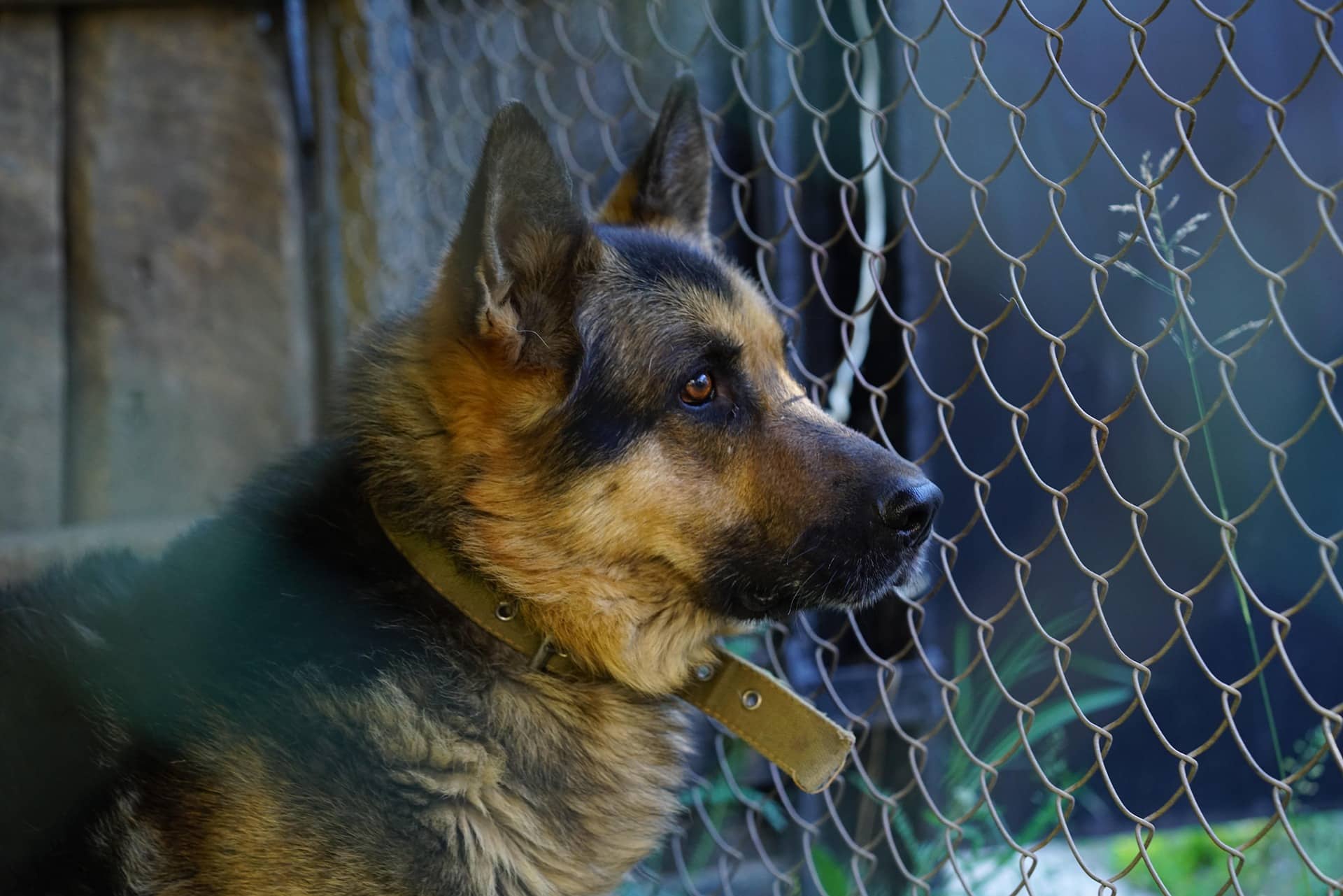 German Shepherd stands alert and attentive, ready to investigate unfamiliar sounds with its handler.
