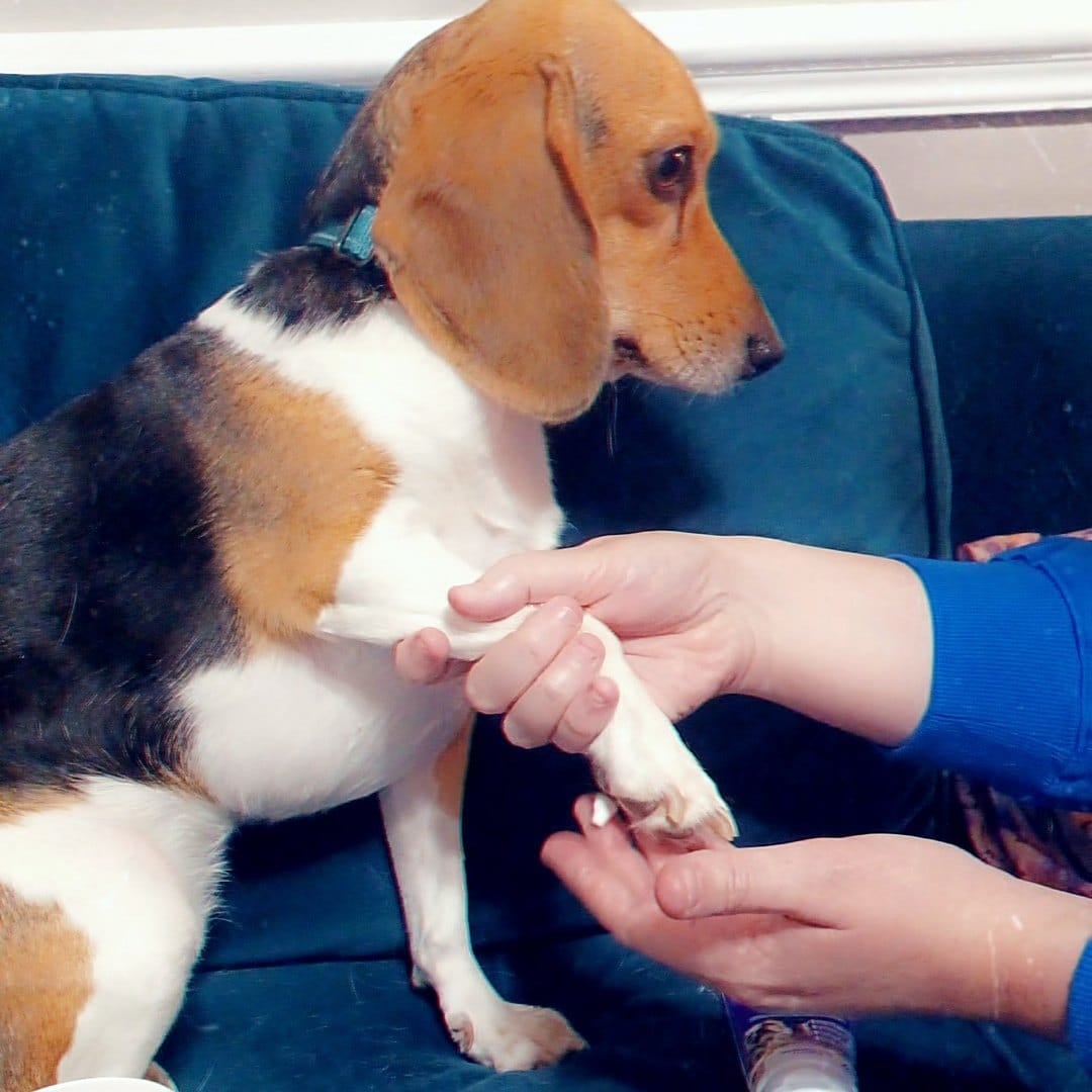 Vet tech applying Funky Paws cream to a foster Beagle's paw