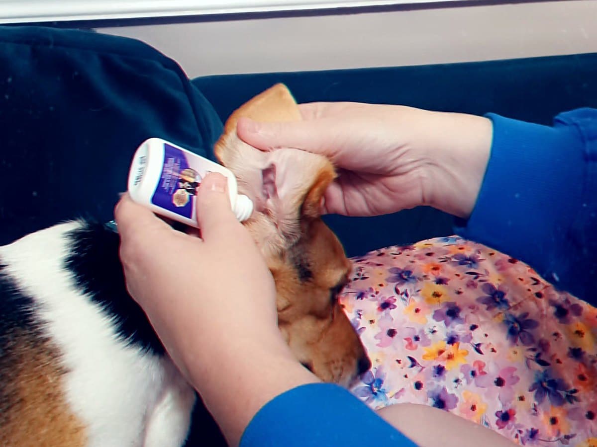Vet tech applying ZYMOX Ear Solution to a Beagle's uncleaned ear