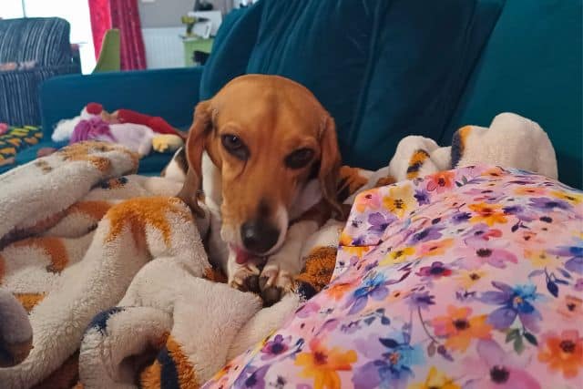 Beagle licking her lips beside her paws on a blanket