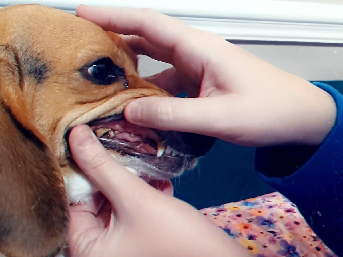 Plaque and tartar buildup on a foster Beagle's teeth
