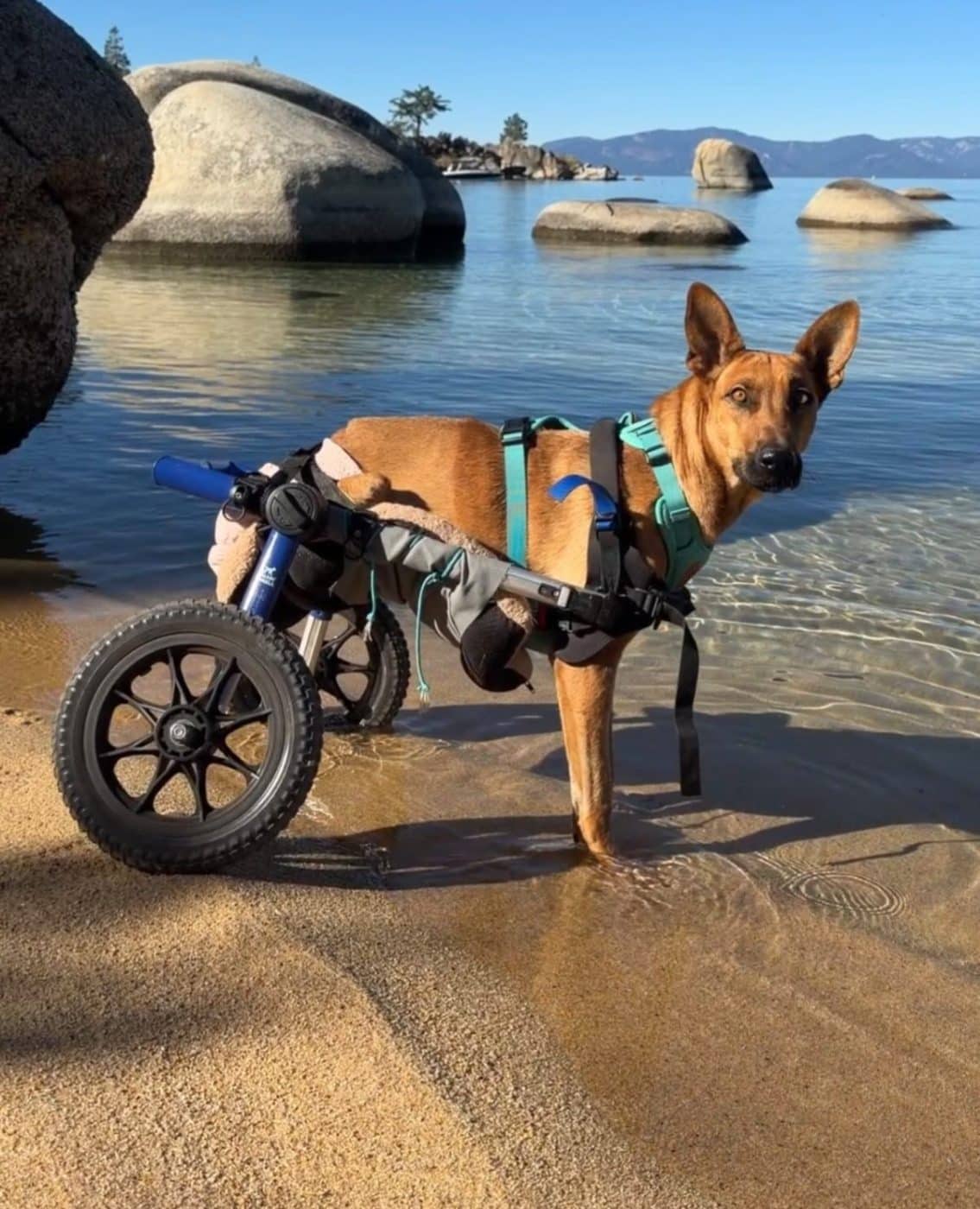 From Paralyzed Street Dog To Viral Sensation, Birdie Finds Her Unstoppable Forever Home