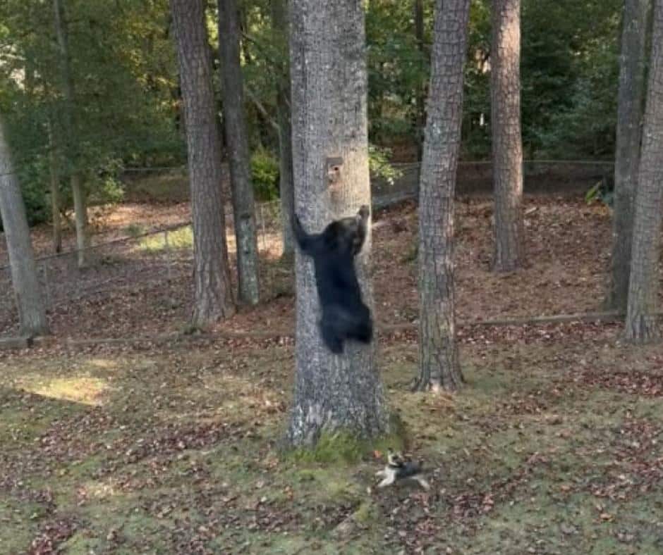 Benny the Yorkie facing the bear in the backyard