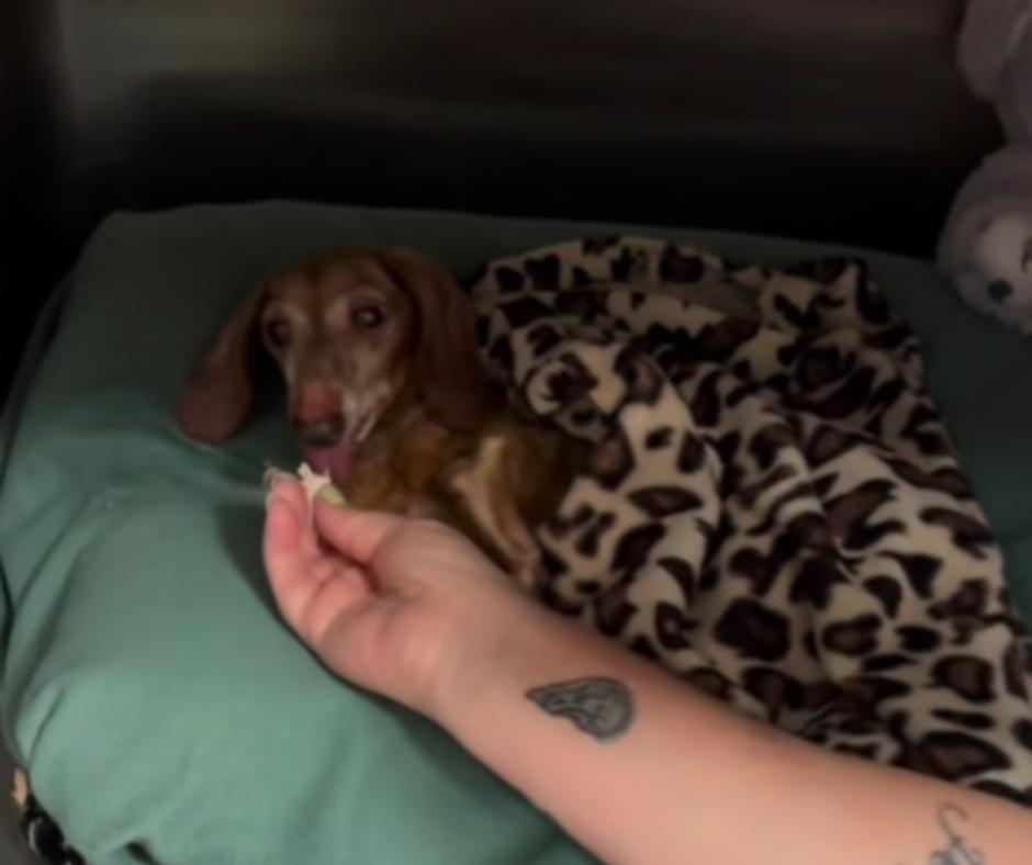Gollum the senior Dachshund