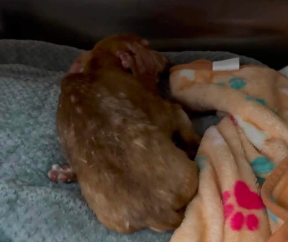 Gollum the senior Dachshund
