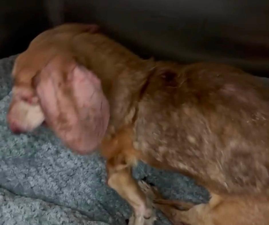 Gollum the senior Dachshund