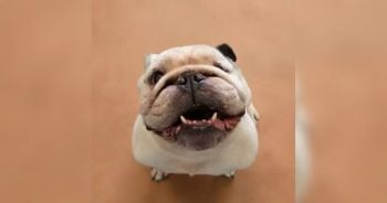 Meet Lawnmower, the Senior Bulldog Whose Snores Name Themselves