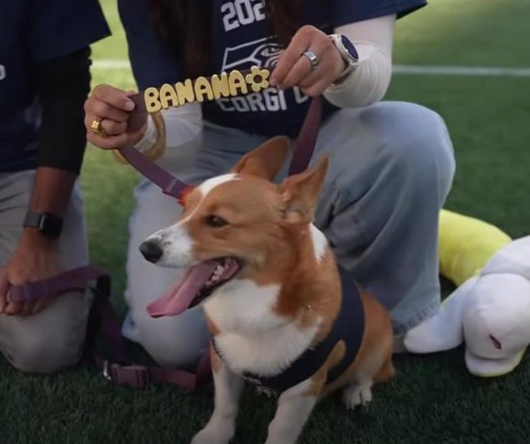Corgi Races Running Banana Wins Seahawks Corgi Race, but It’s Her Sassy Look Back Everyone ...