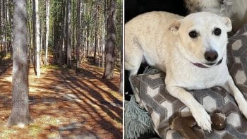 Luna, the Jack Russell Terrier