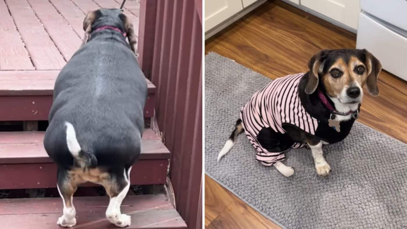 Rescue Beagle Weighed 72 Pounds Before Her Incredible Transformation