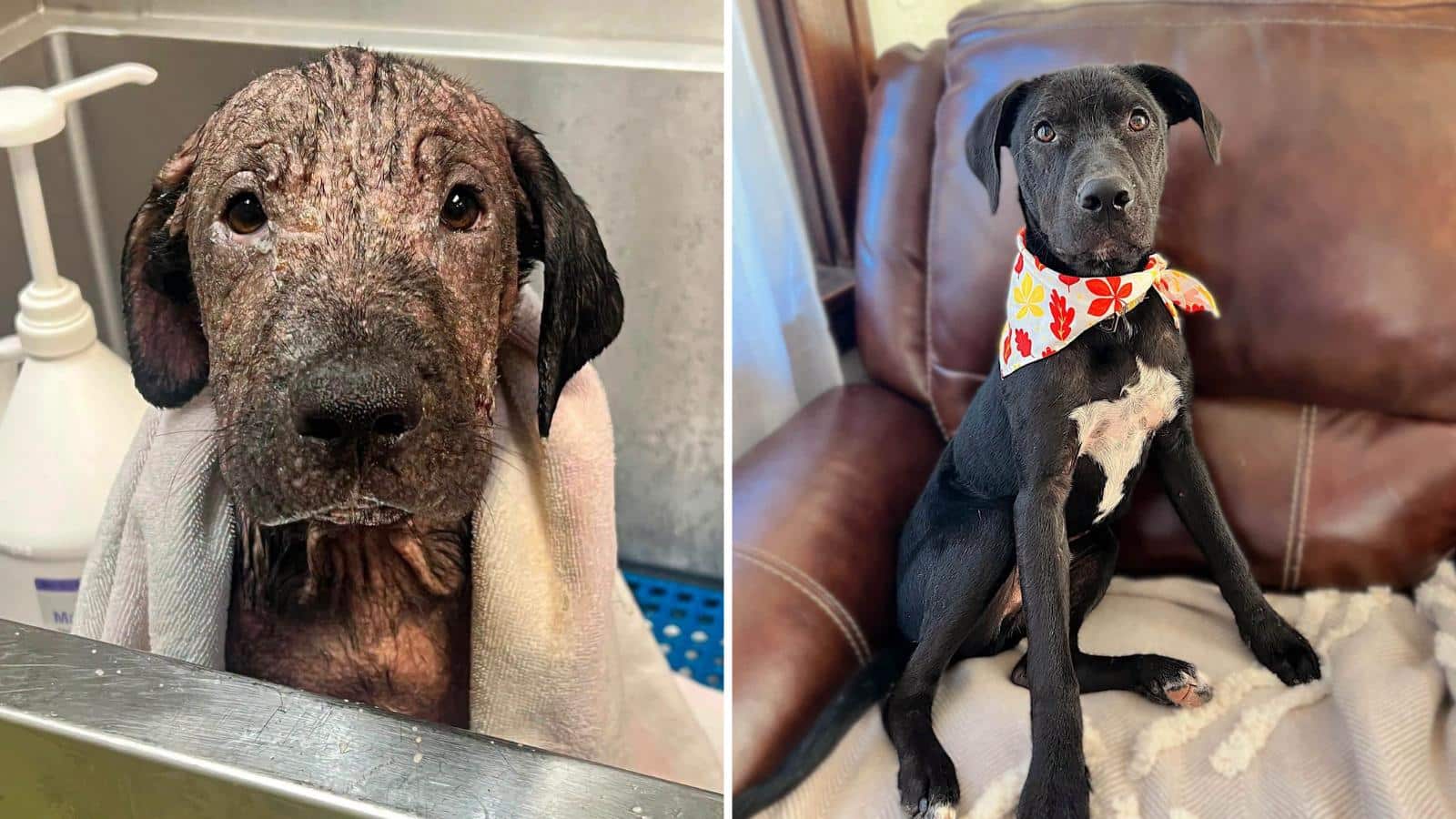 Rescue Puppy Hemi Grows Back His Fur And Finds Forever Home