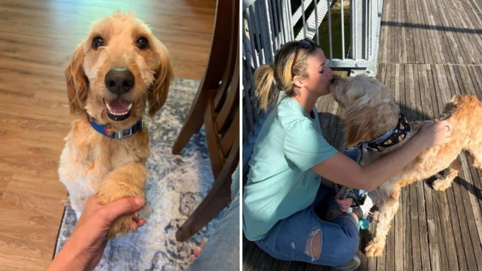 Rescue Dog Offers His Paw Whenever His Veteran Mom Needs Comfort