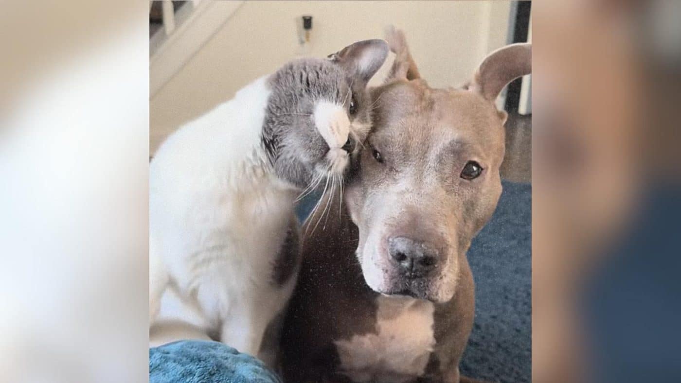 Cat Looks At His Pit Bull Best Friend Like They're Soulmates