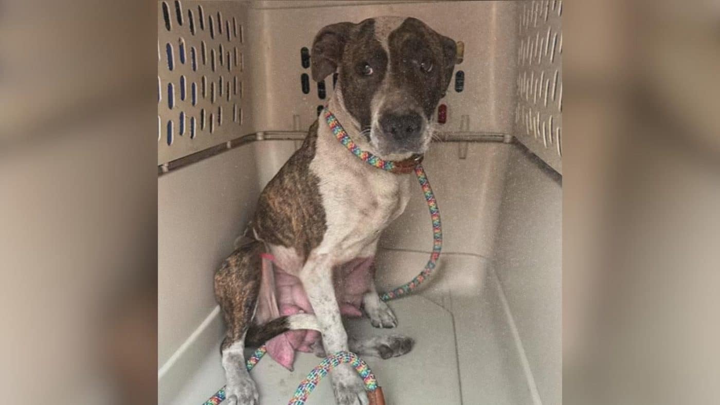 Frantic Mama Dog Reunites With Missing Puppies After Hours Apart