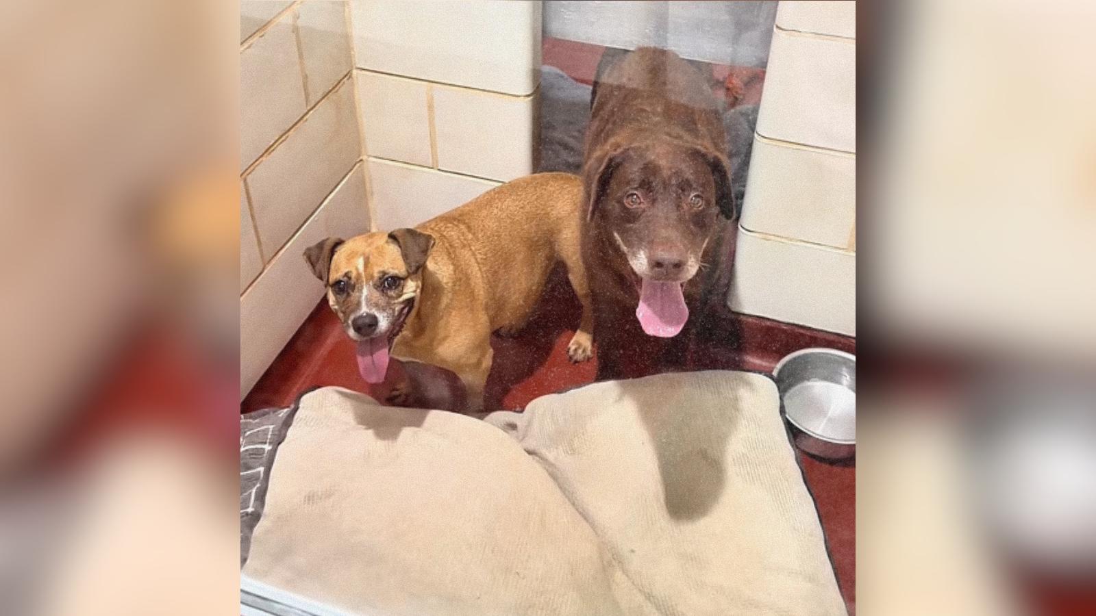 Two Senior Dog Sisters Need a Home After Ten Years Together