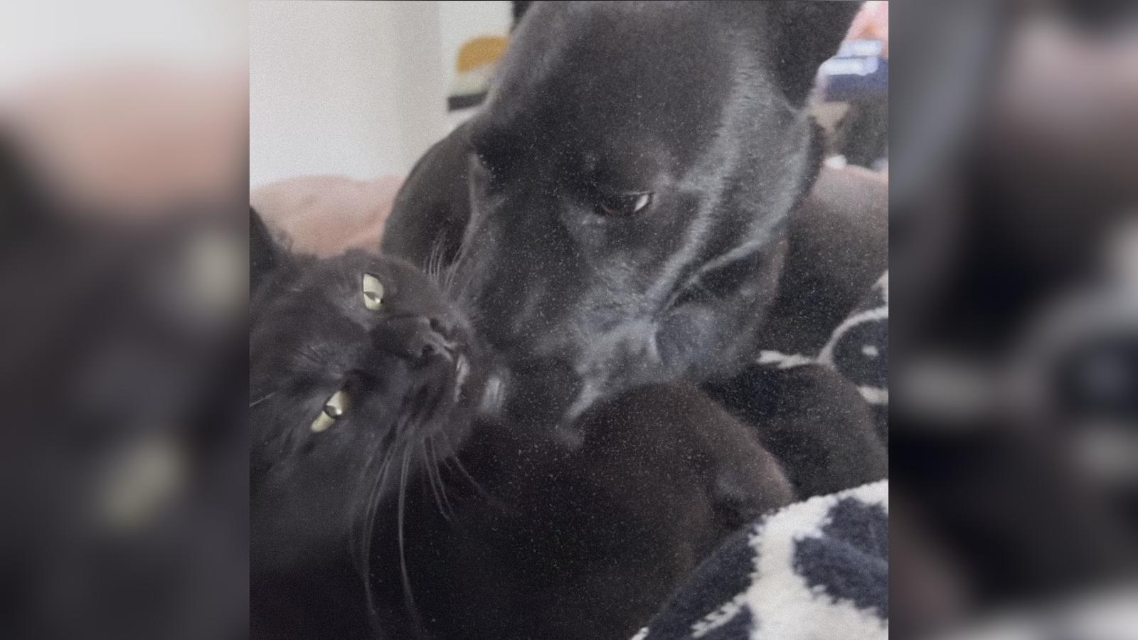 Dog Gives His Feline Best Friend the Strangest Little Nibbles