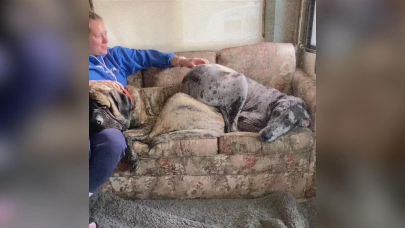 Two Giant Dogs Have One Couch and Absolutely No Concept of Personal Space