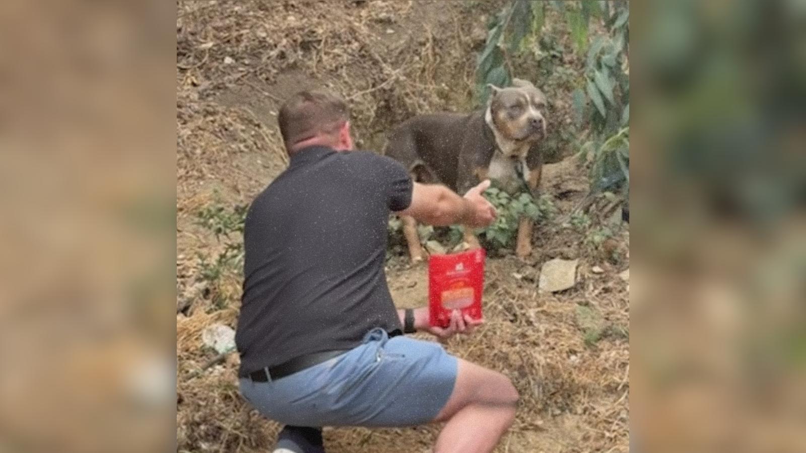 Rescued Dog Learns How To Play With Toys After Weeks Of Fear