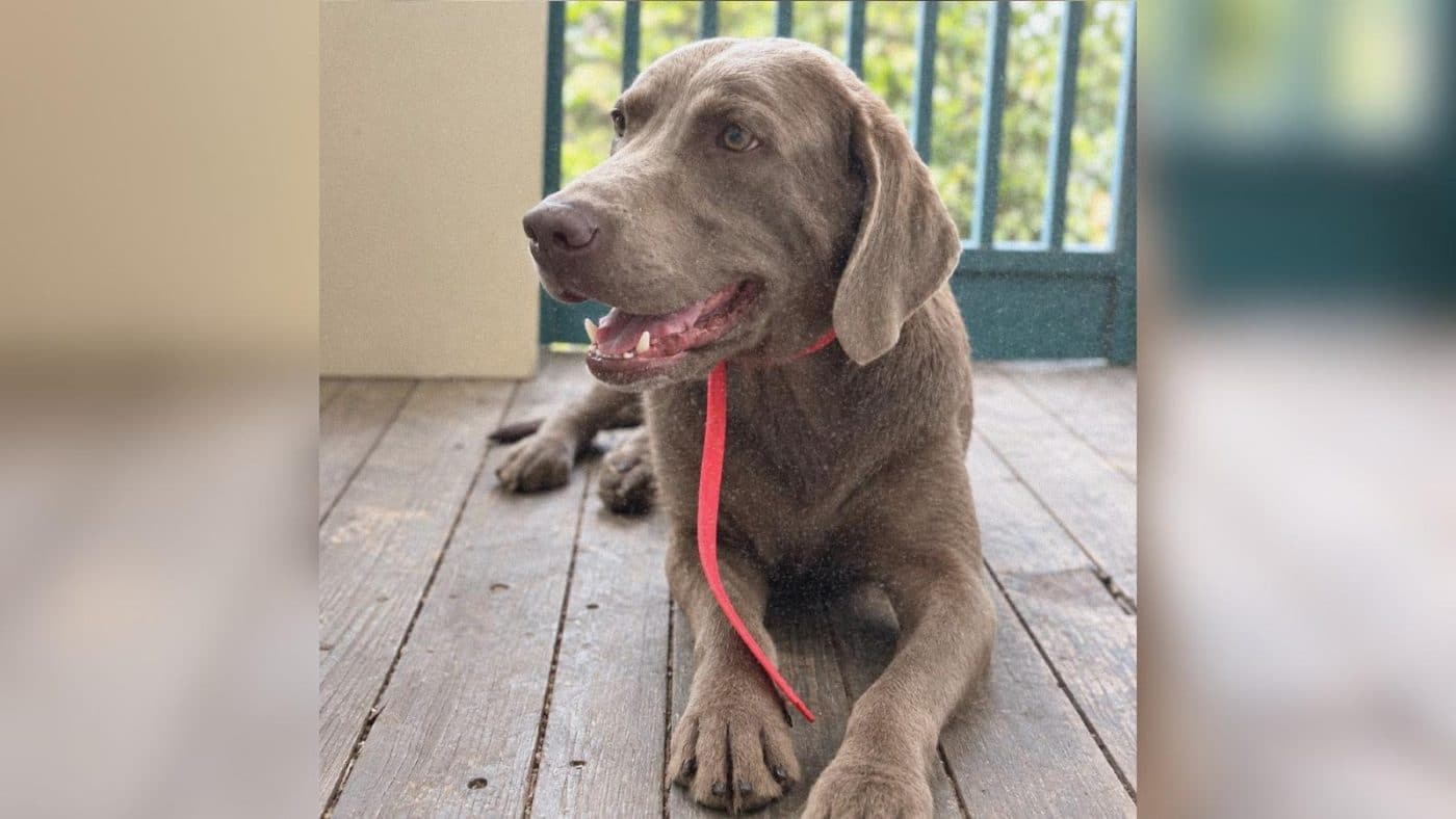 Rescue Dog Studies the Ancient Labrador Tradition of Fetch but Has One Important Rule
