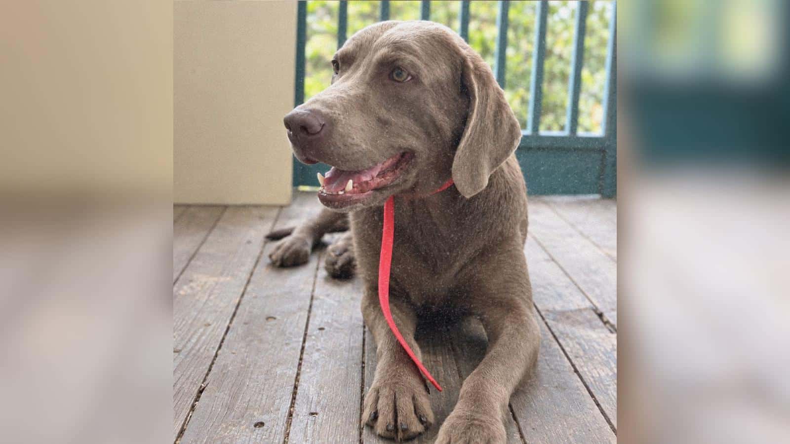 Rescue Dog Studies the Ancient Labrador Tradition of Fetch but Has One Important Rule