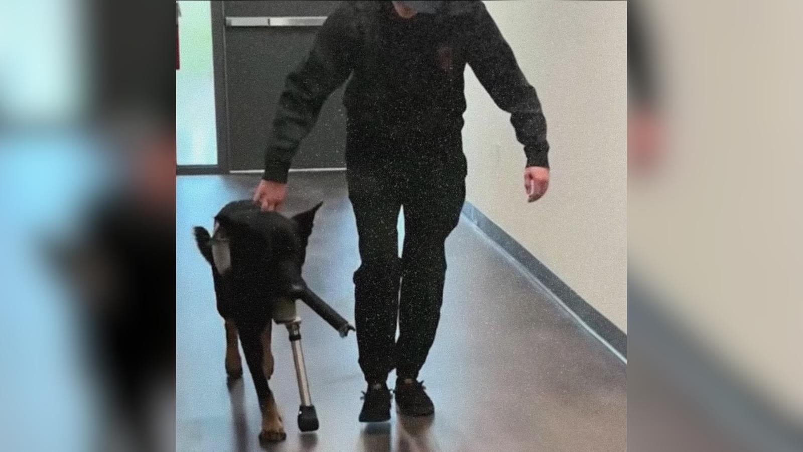 Retired K9 Ace Runs Again With His New Prosthetic Leg