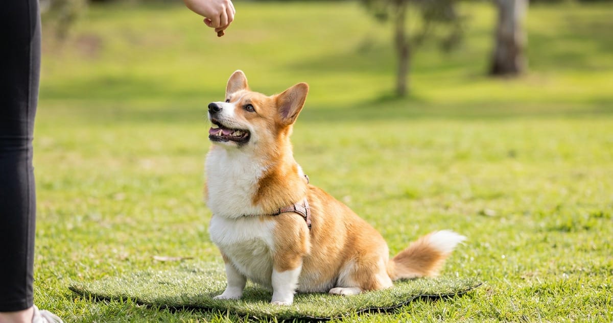 Corgi dog sitting attentively during training - basic behaviors to teach