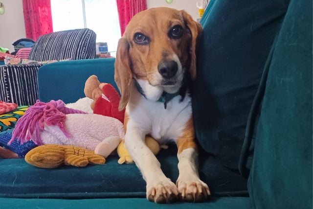 Debbie, a tricolor foster Beagle, lying on a teal couch with her paws forward